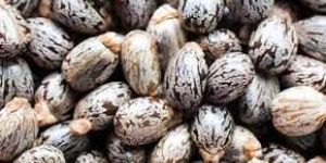 Castor Seeds