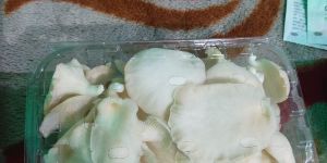 Organic Fresh Oyster Mushroom