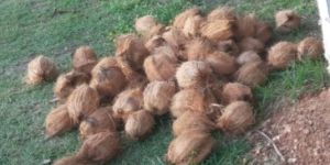 Semi Husked Coconuts