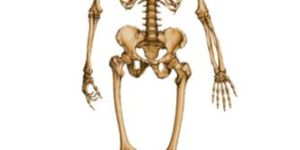 Human Skeleton