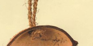 Half Cut Oval Coconut Shell Bird Feeder