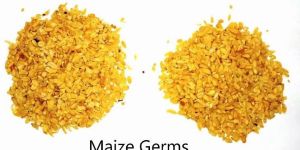 Corn Germs