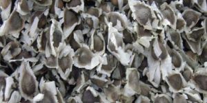 Moringa Seeds