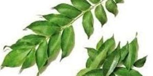 Curry Leaves