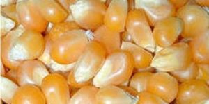 Organic Maize