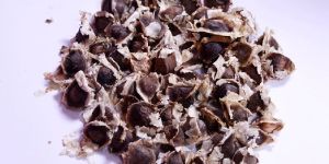 Moringa Cultivation Seeds