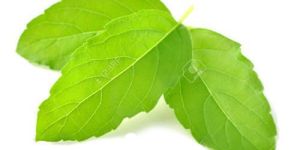 Tulsi Leaves