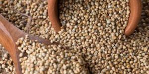 Organic Pearl Millet