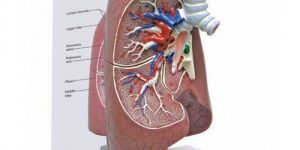 HUMAN LUNGS MODEL