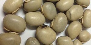 Velvet Seeds