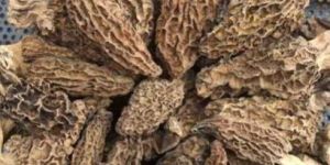 Natural Morel Mushrooms