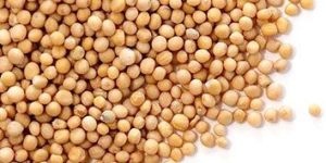 Yellow Mustard Seed