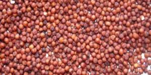 Finger Millet Seeds
