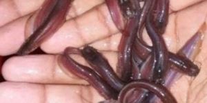 Desi Singhi Fish Seed