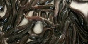 Hybrid Magur Fish Seed