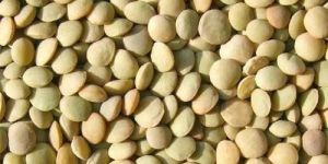 Lentils