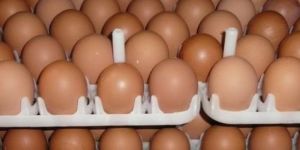 Broiler Hatching Eggs