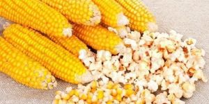 Popcorn Maize