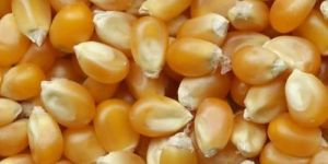 Yellow Maize Seeds