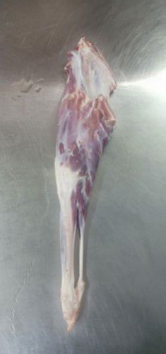 Lamb Legs