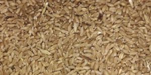 Wheat Grain