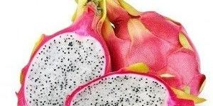 Dragon Fruit Plant