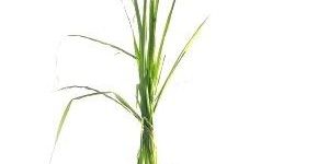 Lemongrass Plants