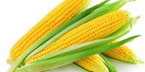 Fresh Corn