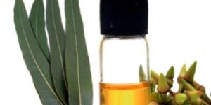 Eucalyptus Oil
