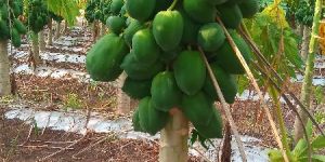 Papaya.