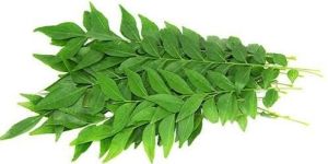 Curry Leaves