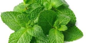 Mint Leaves