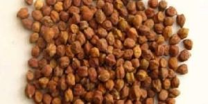 Brown Chana