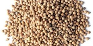 Coriander Seed