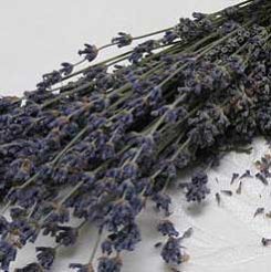 Lavender Oil
