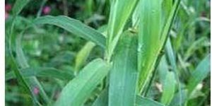 Liquid Jamarosa Root Oil.