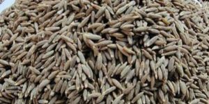 Cumin Seed