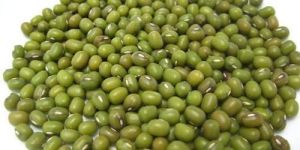 Organic Moong Seeds