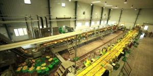 Automatic Mango Pulp Processing Plant