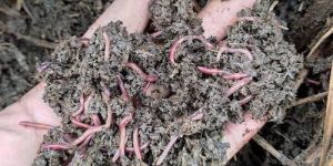 Earthworm Vermicompost