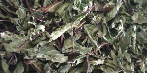Dried Mint Leaves