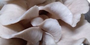 ALL KIND OF MUSHROOM