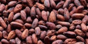 Broken Cocoa Beans