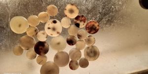 Export Marketing Services