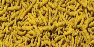Turmeric Finger
