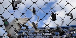 Pigeon Protection Net