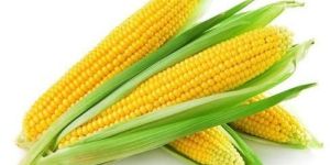 Fresh Corn