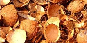 Coconut Shell