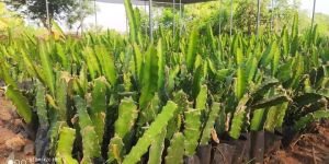 White Dragon Fruit Plant