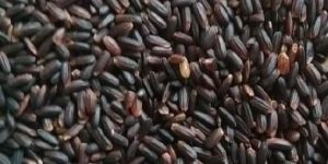 Black Rice